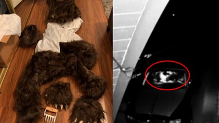 Se disfrazaban de oso para dañar sus coches de lujo y cobrar el seguro