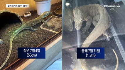 하의 속옷에 도마뱀 넣고 입국…왜?