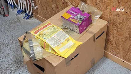 Le refuge trouve un chat dans un carton avec un mot : le texte ne pouvait pas être plus faux