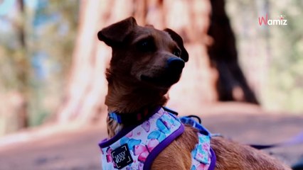 Les directeurs d'un refuge partent en vacances : au milieu du trajet ils sont saisis d'un énorme doute (vidéo)