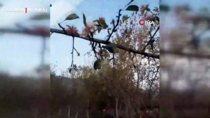 Karabük'te elma ağacı Kasım ayında ikinci kez çiçek açtı