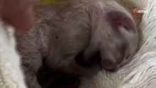 Video. Trova un gattino “freddo come il ghiaccio” tra i rifiuti ma si rende conto che può fare qualcosa per lui
