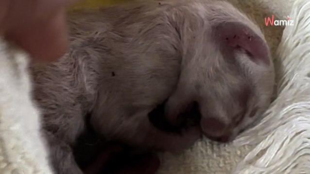 Video. Trova un gattino “freddo come il ghiaccio” tra i rifiuti ma si rende conto che può fare qualcosa per lui