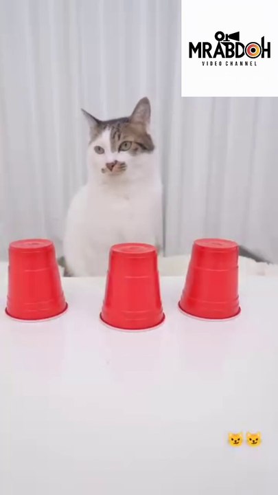 Cute Cat Compilation