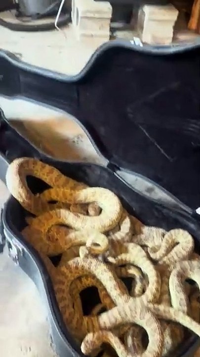 Guy is putting Rattlesnakes in a guitar case!