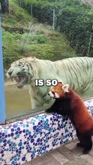 FRIENDLY RED PANDA! #animals #animalstories #animalrescue #cute