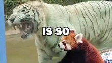 FRIENDLY RED PANDA! #animals #animalstories #animalrescue #cute
