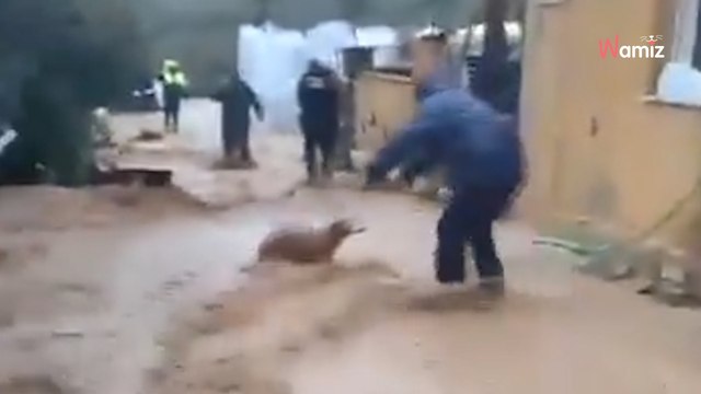 Rescate a contrarreloj: sacan a 39 perros y 41 caballos al borde del ahogamiento en las inundaciones de Málaga