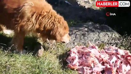 Trabzonlu Öğrencilerden Sokak Hayvanlarına Destek Projesi