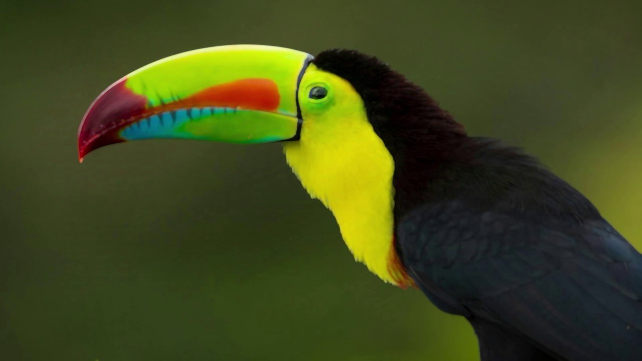 Birds of Heaven: The Most Beautiful Birds of the World | Relaxing Nature