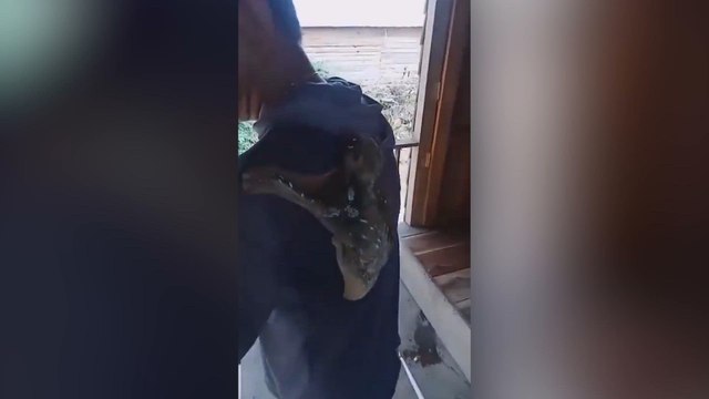 El rarísimo animal que tiene las redes sociales revolucionadas