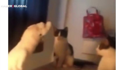 Kedilerin arasına girerek miyavlayan papağanın görüntüleri gündem oldu