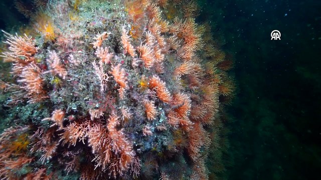 İstanbul Boğazı su altı kamerasıyla görüntülendi