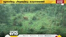 ഇടുക്കി മൂന്നാറിലും പീരുമേട്ടിലും ജനവാസമേഖലകളിൽ കാട്ടാനയെത്തി