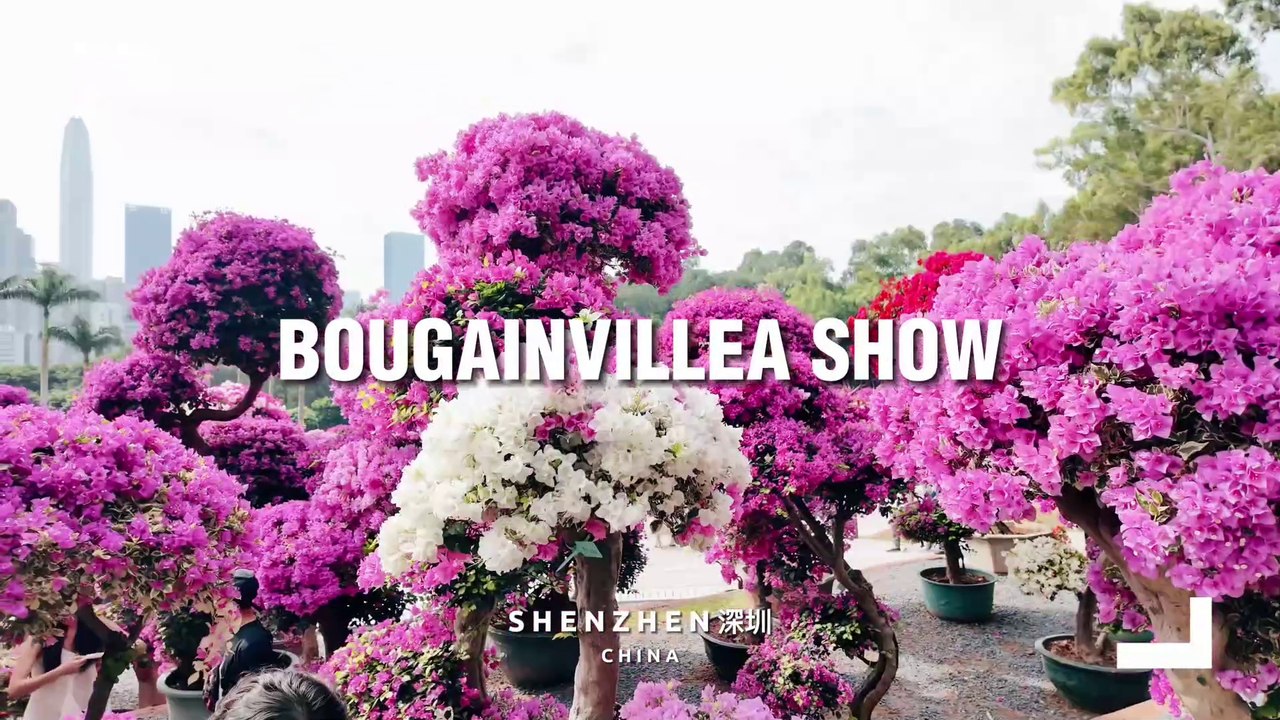 2024 Shenzhen Bougainvillea Flower Show
