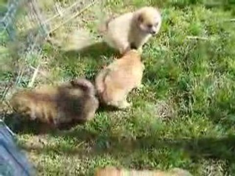 Première sortie chiots 1 mois