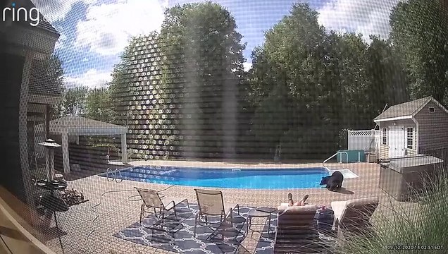 Petite visite insolite au bord de la piscine...