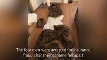 Video: Suspects dress up as bears to fake car attack in insurance scam
