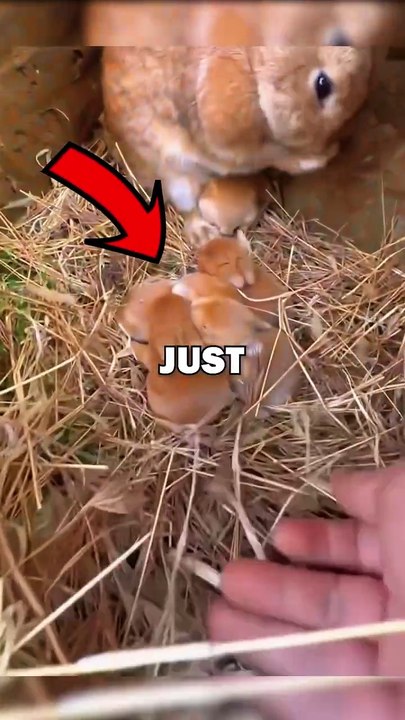 BUNNY BABIES! #animals #animalstories #animalrescue #cute #pets