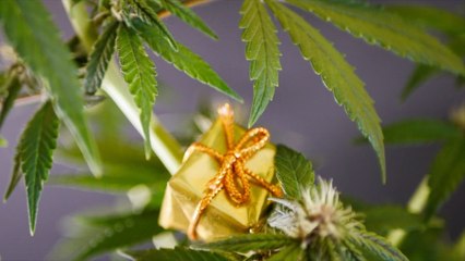 Elevate Your Holiday Chill: Cannabis-Infused Treats to Help You Relax This Season