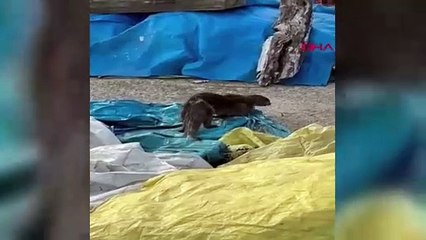 Su samurunun nefes kesen balık avı