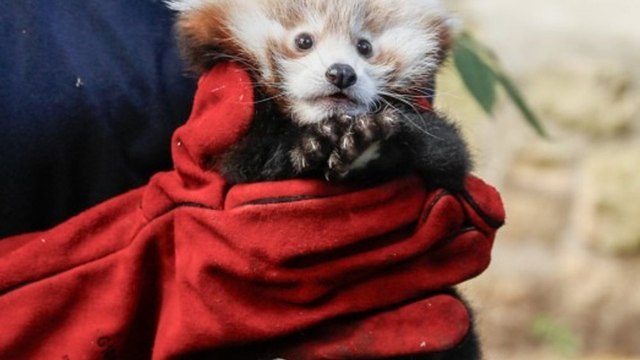 Rotes Pandababy Roxie stirbt wegen Stress und Feuerwerk