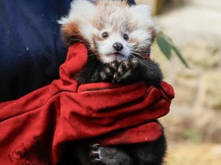 Rotes Pandababy Roxie stirbt wegen Stress und Feuerwerk