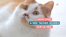 Mon chat a des taches noires sur le nez : dois-je m’inquiéter ?