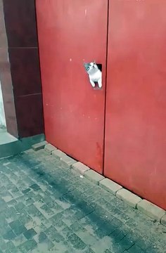 2024 best animals videos #cutecatvideos #funnycatvideos #cuteanimals #funny #reels #shortsvideo #shorts #animal #funny animals #cat #animals #fyp