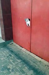 2024 best animals videos #cutecatvideos #funnycatvideos #cuteanimals #funny #reels #shortsvideo  #shorts #animal #funny animals #cat #animals #fyp