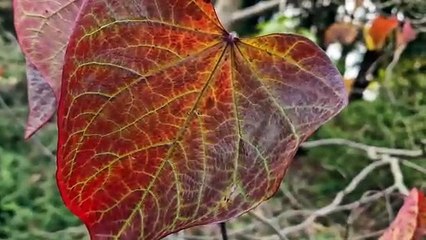Nymans Gardens autumnal colours near Haywards Heath