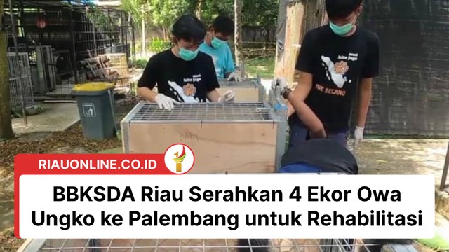 BBKSDA Riau Serahkan 4 Ekor Owa Ungko ke Palembang untuk Rehabilitasi