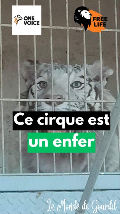 Ce cirque a pété les plombs !!