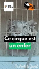 Ce cirque a pété les plombs !!