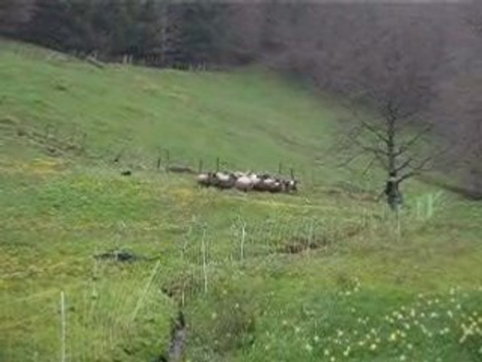 Descente champ