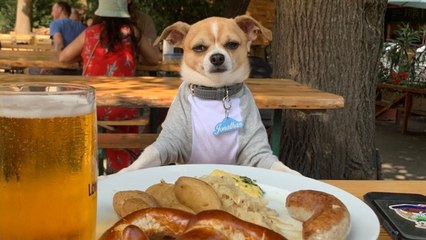 "I travel with all over the world with my dog - he's been to 25 countries"