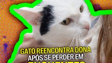 Gato reencontra dona após se perder em enchentes na espanha