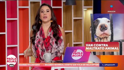 ¡Los animales estarán protegidos en la Constitución Mexicana por primera vez!