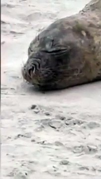 Elefante-marinho-do-sul é encontrado encalhado em praia de Guarujá; VÍDEO