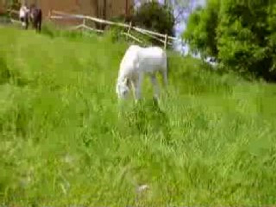 flip galop