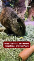 Aquário de BC é a nova casa de duas capivaras