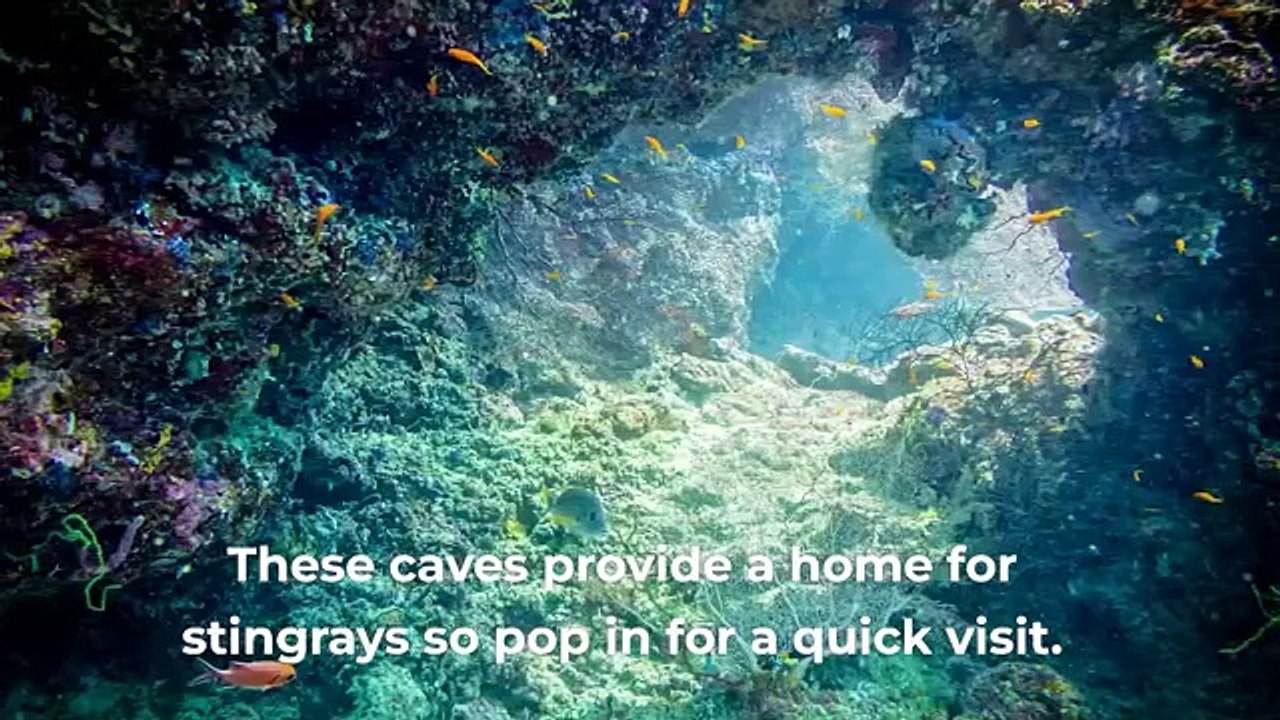 Top Scuba Diving Sites in The Maldives - TripAdvisor and Booking