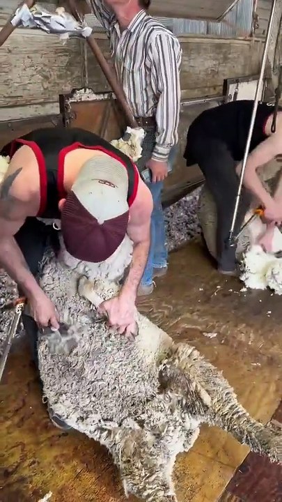 Ketika Domba Jadi Supermodel: Misi Cukur Bulu Tebal Si Woolly!