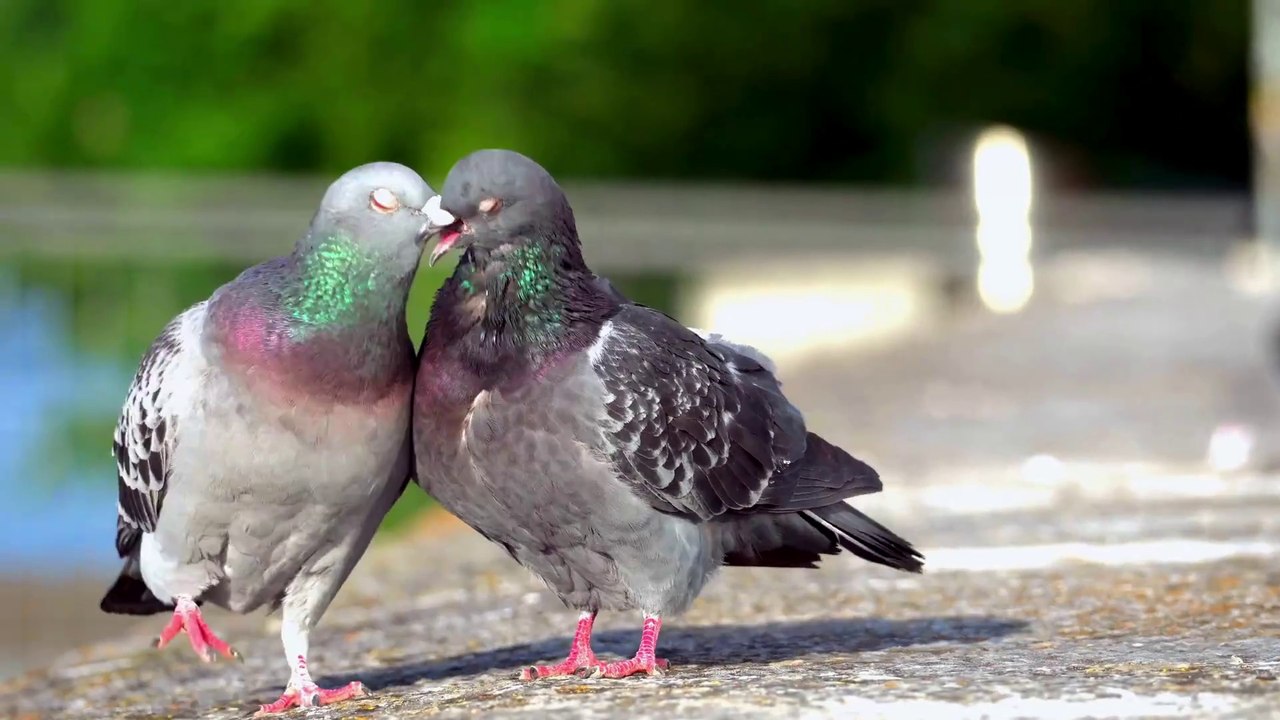 LOVE SHAREING