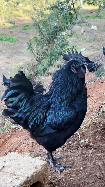 ayam cemani