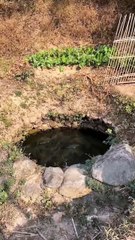 kolam kecil yang penuh dengan ikan besar