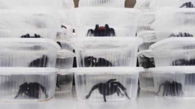 페루 타란툴라 320마리 반출 시도 한국인 체포 / YTN