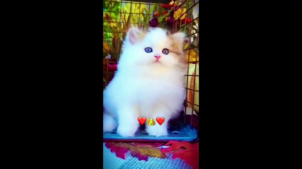 CUTE KITTENS COMPILATION OF 2024 V2