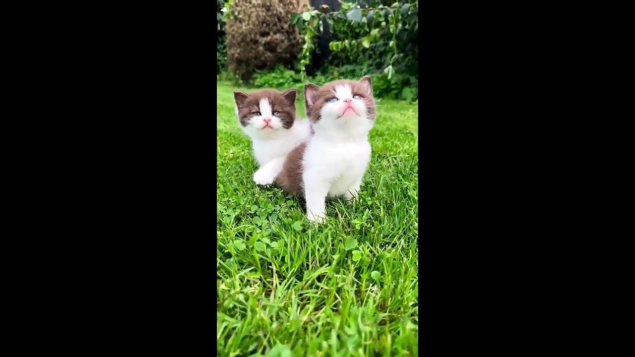 CUTE KITTENS COMPILATION OF 2024 V7