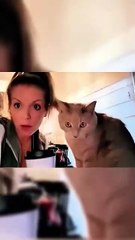 Kompilasi Kucing Lucu dan Menggemaskan, Dijamin Bikin Senyum!